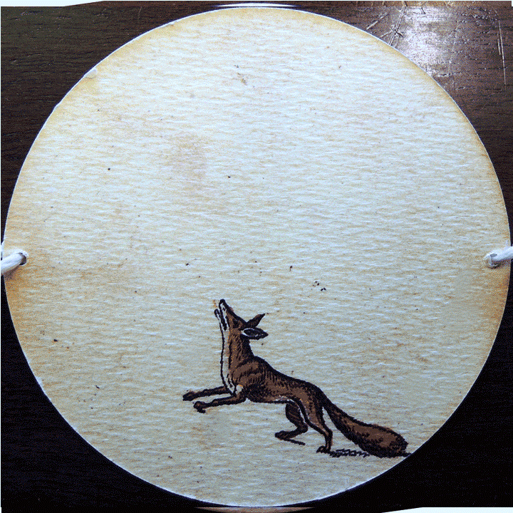 Renard regardant en haut